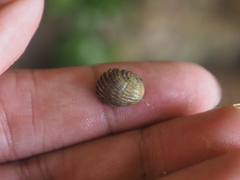 Nerita costata