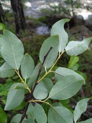 Salix taraikensis