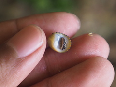 Nerita costata