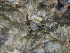 Nerita costata