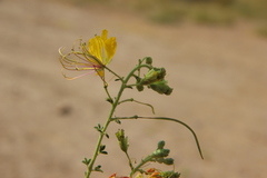 Cleome foliosa