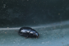 Dactylosternum abdominale