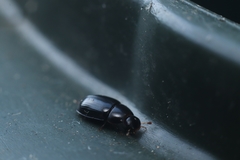 Dactylosternum abdominale