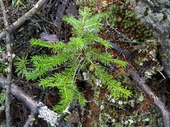 Picea jezoensis jezoensis
