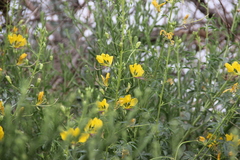 Cleome foliosa
