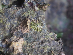 Patelloida saccharina