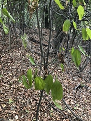 Mallotus philippensis