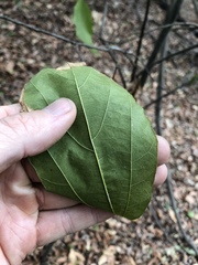 Mallotus philippensis