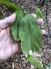 Mallotus philippensis