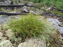 Carex vanheurckii