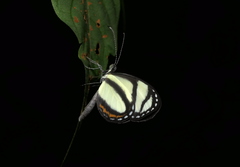 Dismorphiinae