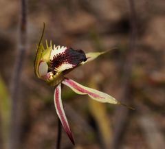 Caladenia stricta