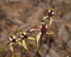 Caladenia stricta