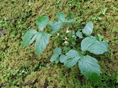 Rubus humulifolius