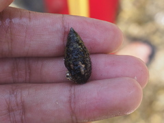 Cerithiidae