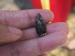 Cerithiidae