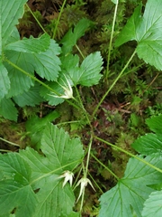 Rubus humulifolius