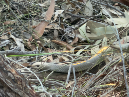 Eastern Brown Snake sighting