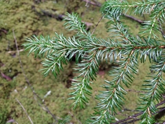 Picea jezoensis jezoensis