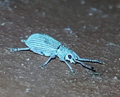 Myllocerina