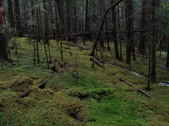 Picea jezoensis jezoensis