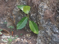 Ficus septica