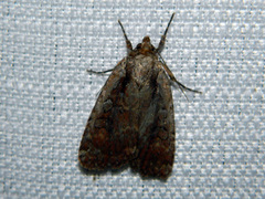 Eueretagrotis attentus