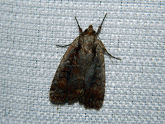 Eueretagrotis attentus