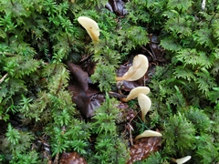 Cudoniaceae
