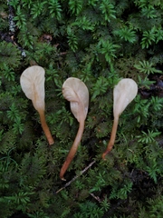 Cudoniaceae