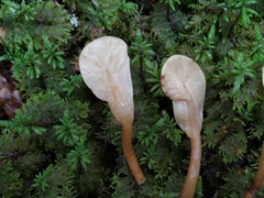 Cudoniaceae