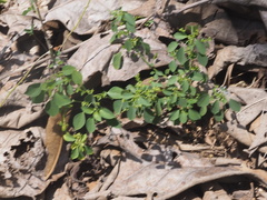 Acalypha indica