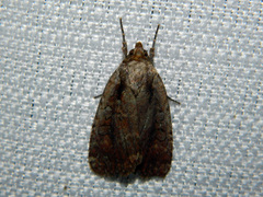 Eueretagrotis attentus