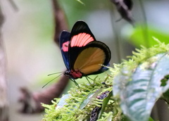 Batesia hypochlora