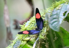 Batesia hypochlora