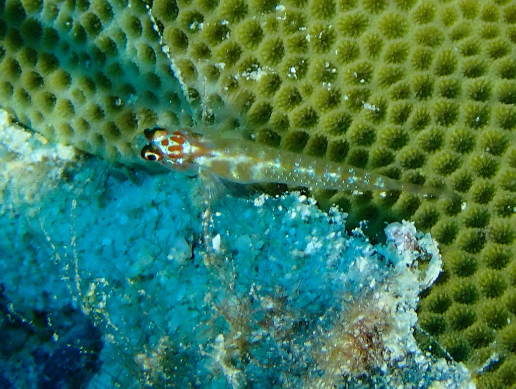 Black-spotted Pygmy-goby