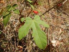 Brachychiton bidwillii, photograph (c) Bryce Watts-Parker, some rights reserved (CC BY)