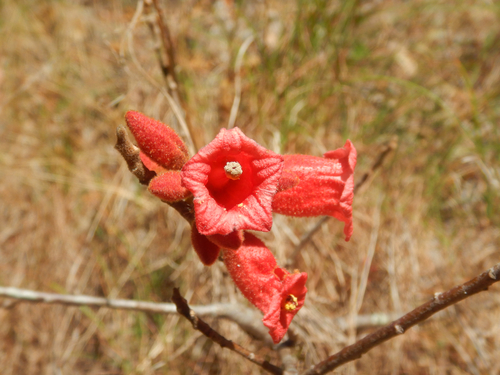Brachychiton bidwillii, photograph 5