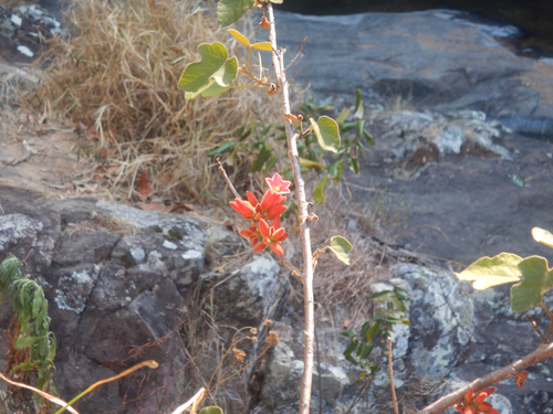Brachychiton bidwillii, photograph 4