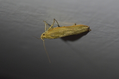 Phaeosaces coarctatella