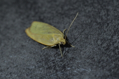 Phaeosaces coarctatella
