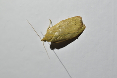 Phaeosaces coarctatella