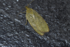 Phaeosaces coarctatella