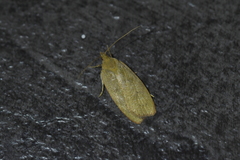 Phaeosaces coarctatella