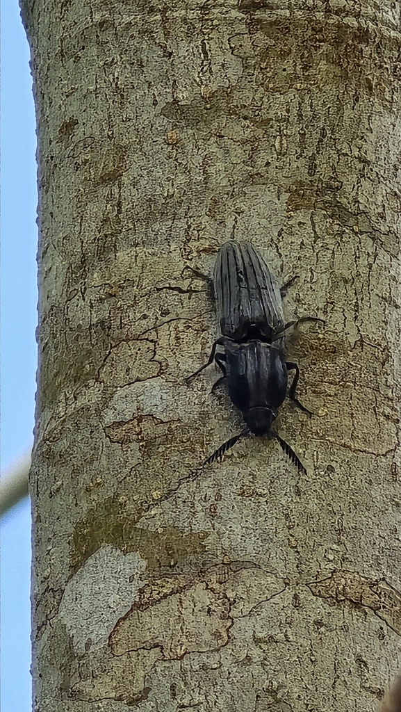 Phibisa