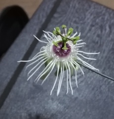 Passiflora misera