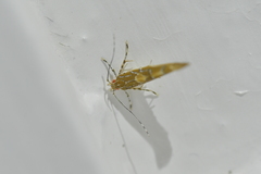 Pyroderces apparitella