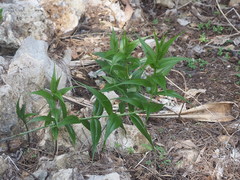 Gloriosa superba