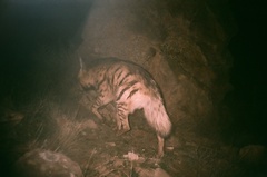 Hyaena hyaena