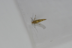 Pyroderces apparitella